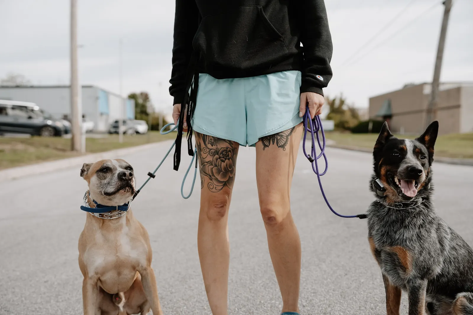 Two dogs holding a stay during a K9aholics training session
