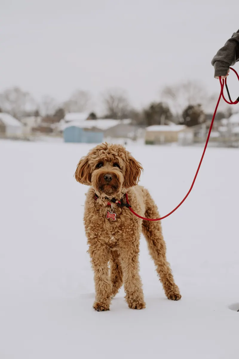 A trained dog holding a sit outdoors