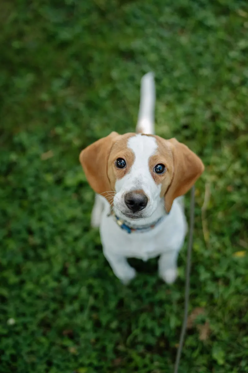 A puppy sitting for its trainer
