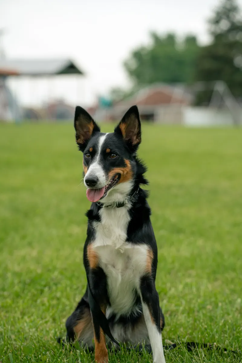 A dog focused on its handler in a field
