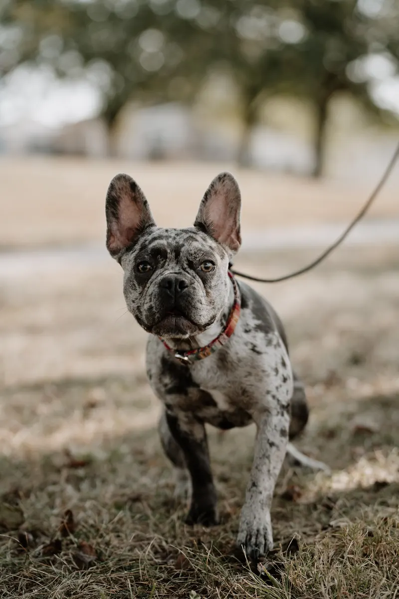 A dog looking up at its owner on a walk