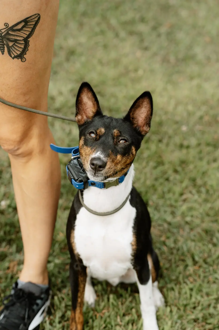 A dog distracted during a basic group obedience class