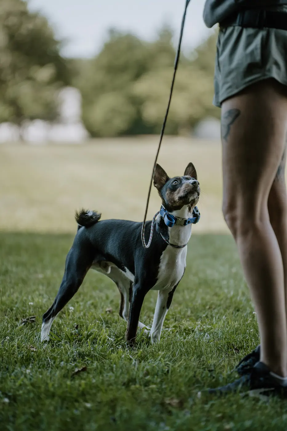 A trainer working with a dog during day training